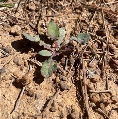 Sonchus oleraceus (Annual Sowthistle) at Lyneham, ACT - 22 Sep 2025 by Lisa.Jok
