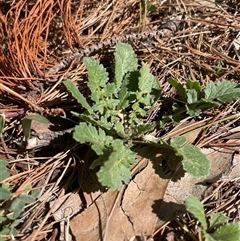 Hirschfeldia incana (Buchan Weed) at Lyneham, ACT - 22 Sep 2025 by Lisa.Jok