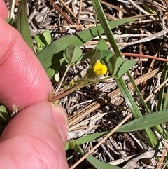 Medicago polymorpha (Burr Medic) at Lyneham, ACT - 22 Sep 2025 by Lisa.Jok