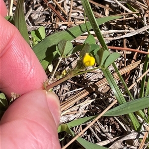 Medicago polymorpha (Burr Medic) at Lyneham, ACT - 22 Sep 2025 by Lisa.Jok