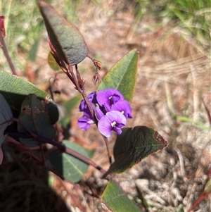 Hardenbergia violacea (False Sarsaparilla) at Lyneham, ACT - 22 Sep 2025 by Lisa.Jok