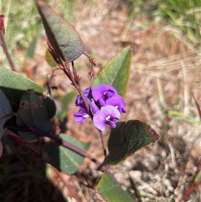Hardenbergia violacea (False Sarsaparilla) at Lyneham, ACT - 22 Sep 2025 by Lisa.Jok