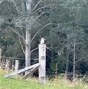 Dacelo novaeguineae (Laughing Kookaburra) at Lorne, NSW - 20 Sep 2025 by Butlinz