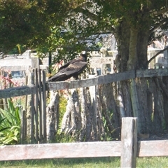 Aquila audax (Wedge-tailed Eagle) at Lorne, NSW - 22 Sep 2025 by Butlinz