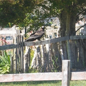 Aquila audax (Wedge-tailed Eagle) at Lorne, NSW - 22 Sep 2025 by Butlinz