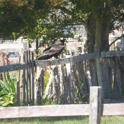 Aquila audax (Wedge-tailed Eagle) at Lorne, NSW - 22 Sep 2025 by Butlinz