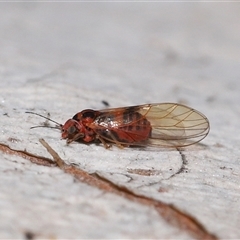 Psyllidae sp. (family) at Acton, ACT - 16 Sep 2025 by TimL
