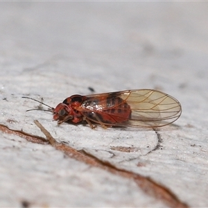Psyllidae sp. (family) at Acton, ACT - 16 Sep 2025 by TimL