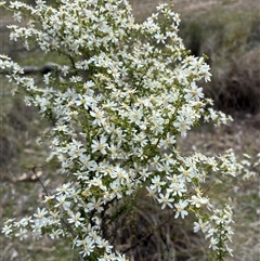 Olearia microphylla (Olearia) at Cook, ACT - 22 Sep 2025 by CathB