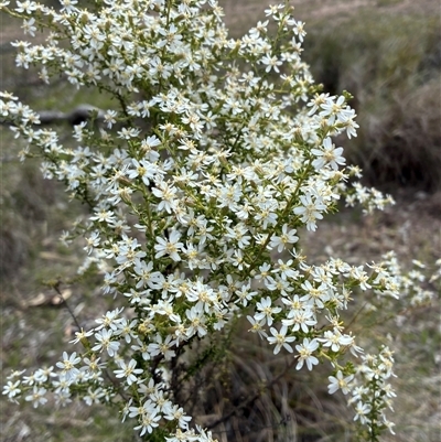 Olearia microphylla (Olearia) at Cook, ACT - 22 Sep 2025 by CathB
