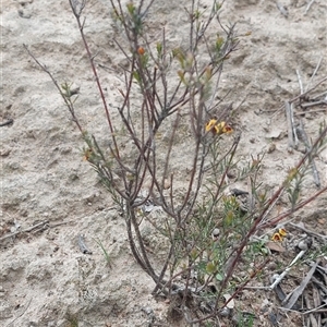 Dillwynia sericea at Kambah, ACT - 22 Sep 2025 by margT