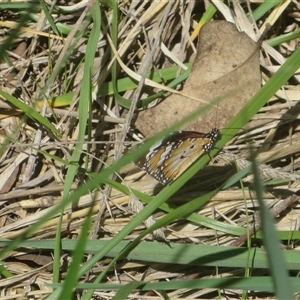 Danaus petilia (Lesser wanderer) at Fraser, ACT - 22 Sep 2025 by tyttenhangerpete