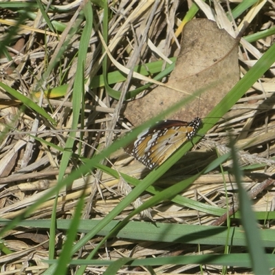Danaus petilia (Lesser wanderer) at Fraser, ACT - 22 Sep 2025 by tyttenhangerpete