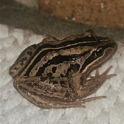 Limnodynastes peronii at  - suppressed by AaronClausen