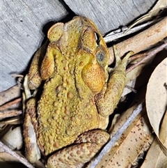 Rhinella marina (Cane Toad) by AaronClausen