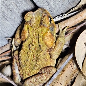 Rhinella marina (Cane Toad) by AaronClausen