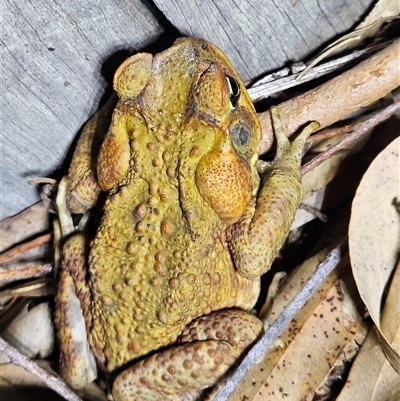Rhinella marina (Cane Toad) at  - suppressed by AaronClausen