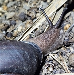 Sphaerospira fraseri (Fraser's Banded Snail) by AaronClausen