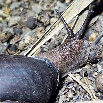 Sphaerospira fraseri (Fraser's Banded Snail) at  - suppressed by AaronClausen