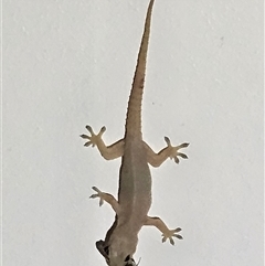 Hemidactylus frenatus (Asian House Gecko) by AaronClausen