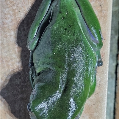 Litoria caerulea (Green Tree Frog) at  - suppressed by AaronClausen