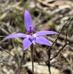 Glossodia major (Wax Lip Orchid) at Cook, ACT - 22 Sep 2025 by CathB