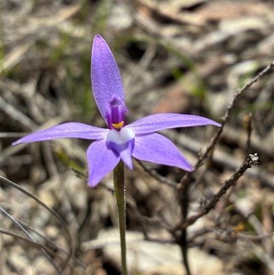 Glossodia major (Wax Lip Orchid) at Cook, ACT - 22 Sep 2025 by CathB