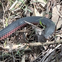 Pseudechis porphyriacus (Red-bellied Black Snake) at Bucketty, NSW - 22 Sep 2025 by MartinPredavec