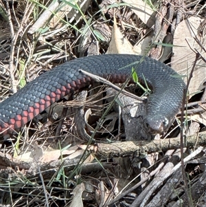 Pseudechis porphyriacus (Red-bellied Black Snake) at Bucketty, NSW - 22 Sep 2025 by MartinPredavec