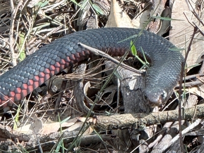 Pseudechis porphyriacus (Red-bellied Black Snake) at Bucketty, NSW - 22 Sep 2025 by MartinPredavec