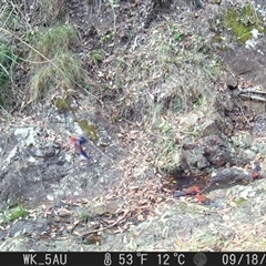 Platycercus elegans (Crimson Rosella) at Pappinbarra, NSW - 18 Sep 2025 by jonvanbeest