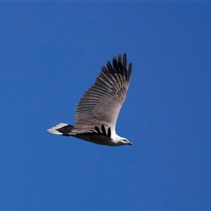 Icthyophaga leucogaster (White-bellied Sea-Eagle) at Tomakin, NSW - 17 Sep 2025 by jb2602