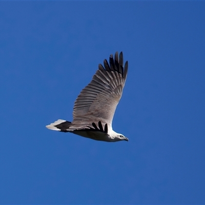 Icthyophaga leucogaster (White-bellied Sea-Eagle) at Tomakin, NSW - 17 Sep 2025 by jb2602