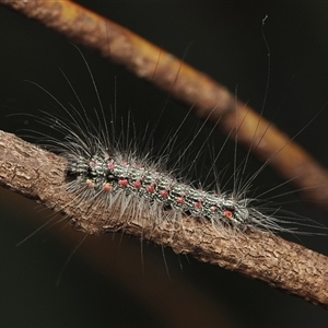Anestia (genus) (A tiger moth) at Yarralumla, ACT - 21 Sep 2025 by debhart