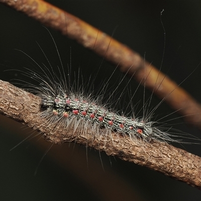 Anestia (genus) (A tiger moth) at Yarralumla, ACT - 21 Sep 2025 by debhart
