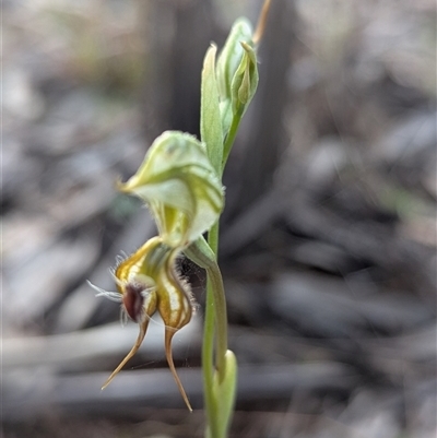 Pterostylis sp. at The Pilliga, NSW - 22 Sep 2025 by HelenCross
