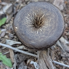 Lentinus arcularius (Fringed Polypore) at The Pilliga, NSW - 21 Sep 2025 by HelenCross