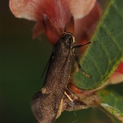 Leistomorpha brontoscopa (A concealer moth) at Yarralumla, ACT - 21 Sep 2025 by debhart