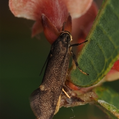 Leistomorpha brontoscopa (A concealer moth) at Yarralumla, ACT - 21 Sep 2025 by debhart