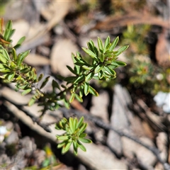 Pultenaea subspicata (Low Bush-pea) at Bombay, NSW - 20 Sep 2025 by MatthewFrawley