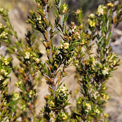 Micrantheum hexandrum (Box Micrantheum) at Bombay, NSW - 20 Sep 2025 by MatthewFrawley