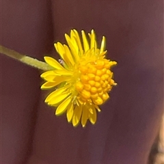 Calotis lappulacea (Yellow Burr Daisy) at Denman Prospect, ACT - 20 Sep 2025 by Jennybach
