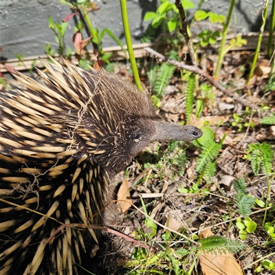 Tachyglossus aculeatus (Short-beaked Echidna) at Braidwood, NSW - 21 Sep 2025 by MatthewFrawley