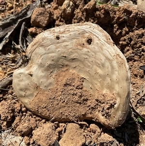 Unverified Fungus at Denman Prospect, ACT - 20 Sep 2025 by Jennybach