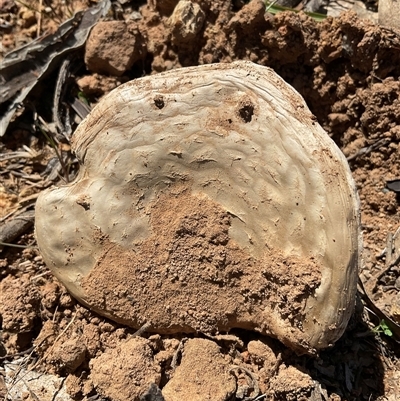 Unverified Fungus at Denman Prospect, ACT - 20 Sep 2025 by Jennybach