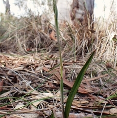 Thelymitra brevifolia (Short-leaf Sun Orchid) at Cook, ACT - 22 Sep 2025 by CathB