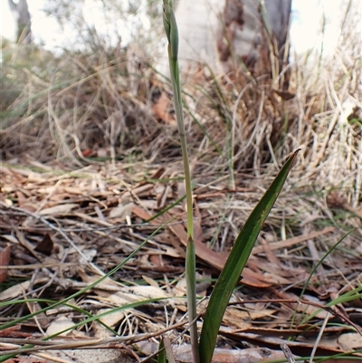 Thelymitra brevifolia (Short-leaf Sun Orchid) at Cook, ACT - 22 Sep 2025 by CathB