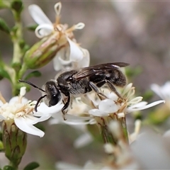 Lasioglossum (Chilalictus) lanarium (Halictid bee) at Cook, ACT - 22 Sep 2025 by CathB
