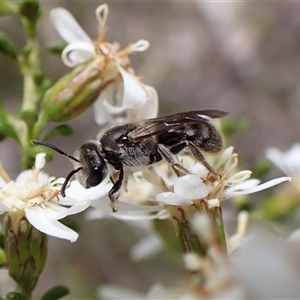 Lasioglossum (Chilalictus) lanarium (Halictid bee) at Cook, ACT - 22 Sep 2025 by CathB