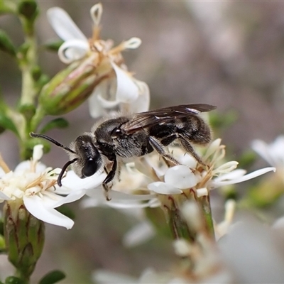 Lasioglossum (Chilalictus) lanarium (Halictid bee) at Cook, ACT - 22 Sep 2025 by CathB